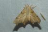 Ennomos erosaria